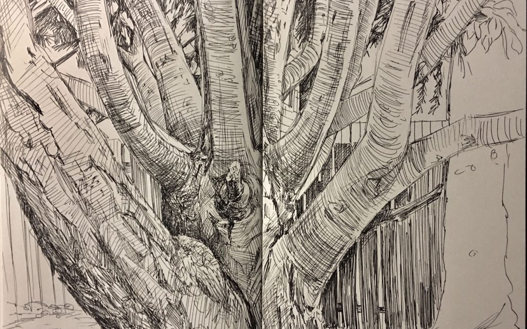 How Drawing is a Pathway to Wisdom…and Thanksgiving